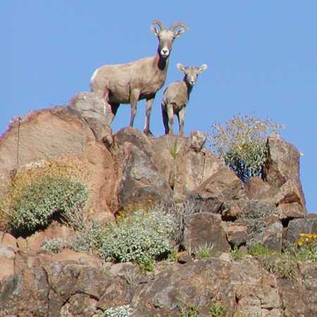  Desert bighorn