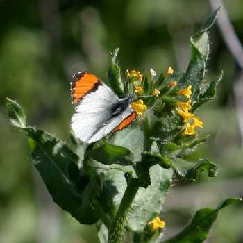  Anthocharis cethura