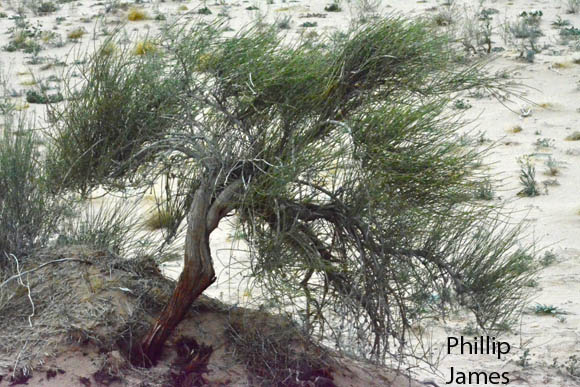  Ephedra trifurca
