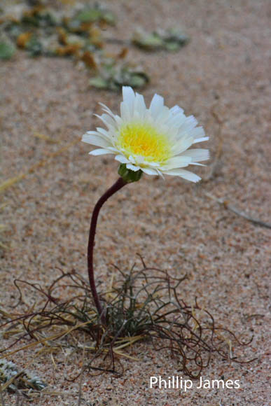  Malacothrix glabrata