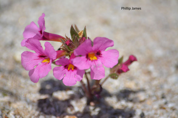  Mimulus bigelovii