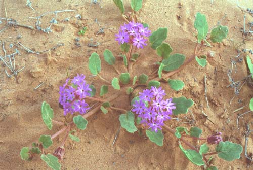  Abronia villosa