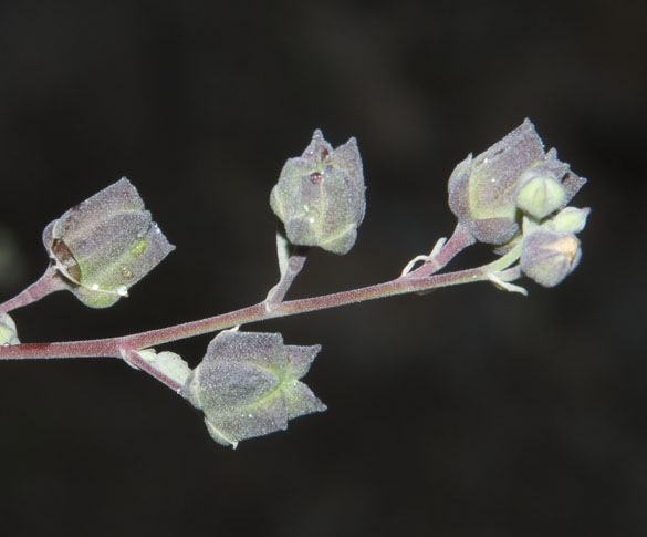 Abutilon incanum