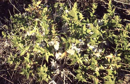  Ambrosia ilicifolia