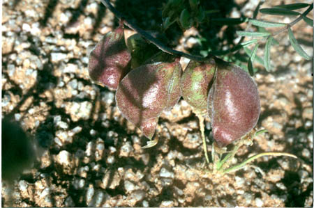  Astragalus insularis var. harwoodii 