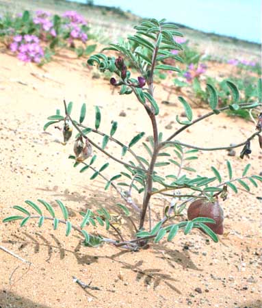  Astragalus insularis var. harwoodii 