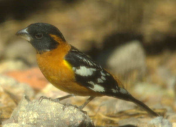 Black-headed grosbeak (male)