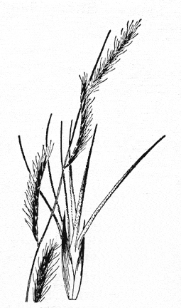  Bouteloua trifida