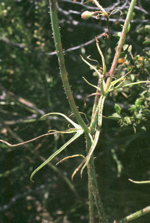  Calycoseris wrightii