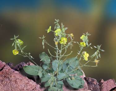  Chylismia claviformis ssp. peirsonii