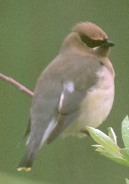  Cedar waxwing