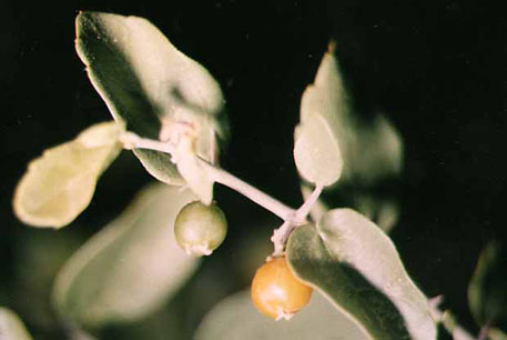  Celtis pallida