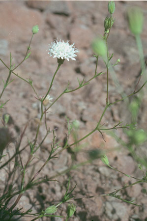 Chaenactis carphoclinia v. carphoclinia