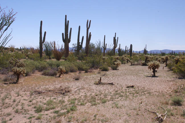 Cholla Pass looking east
