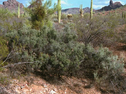  Condalia warnockii