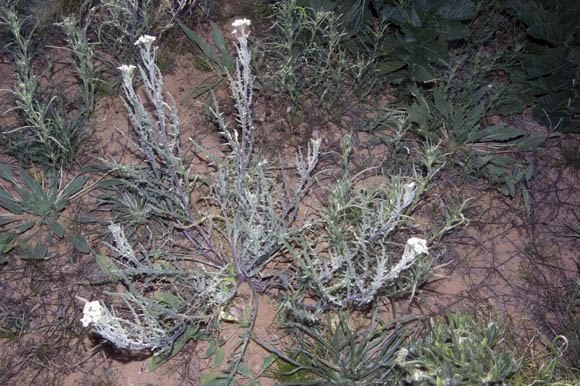  Dimorphocarpa pinnatifida