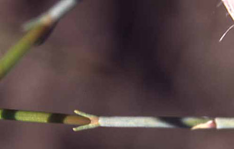  Ephedra aspera Engelmann ex S. Watson