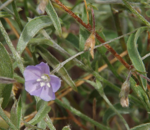  Evolvulus alsinoides