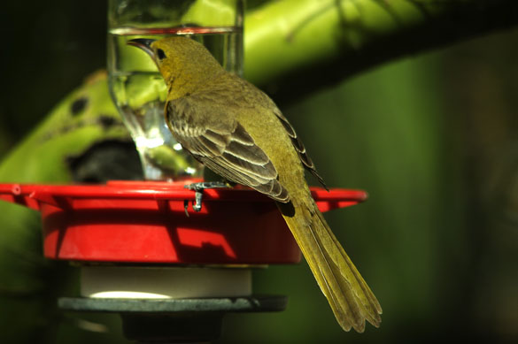  Hooded oriole (female)