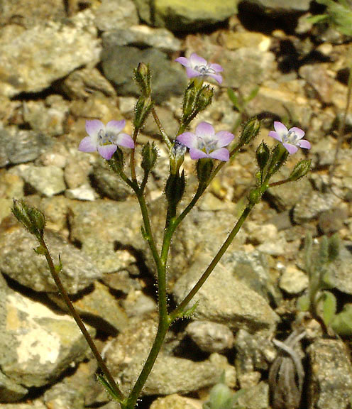  Gilia stellata