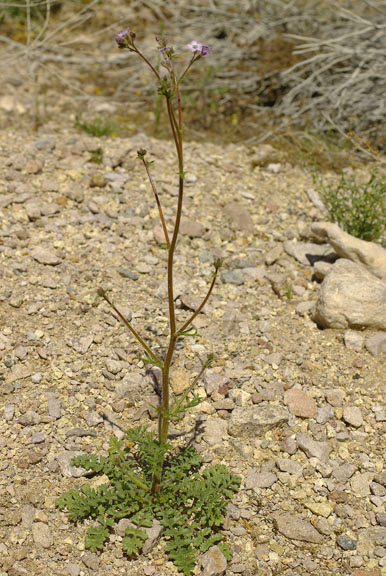  Gilia stellata