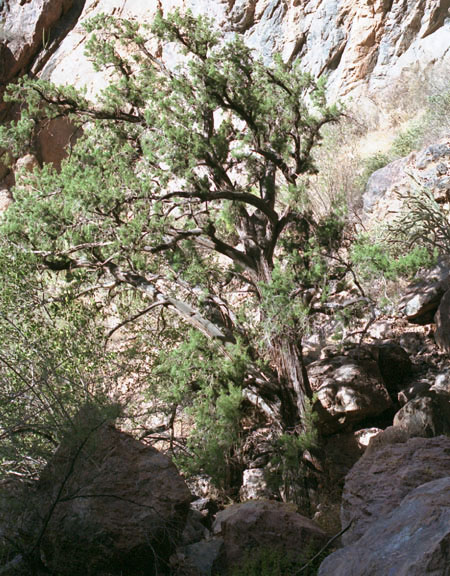  Juniperus arizonica