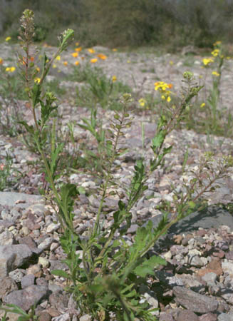  Lepidium lasiocarpum ssp.lasiocarpum