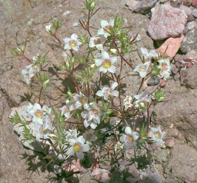  Linanthus demissus
