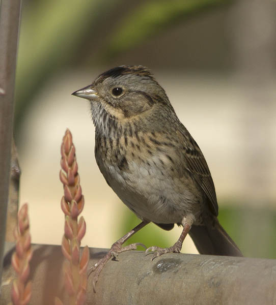 Lincoln's sparrow