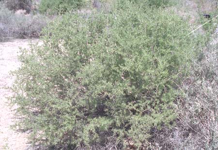 Lycium fremontii v.fremontii