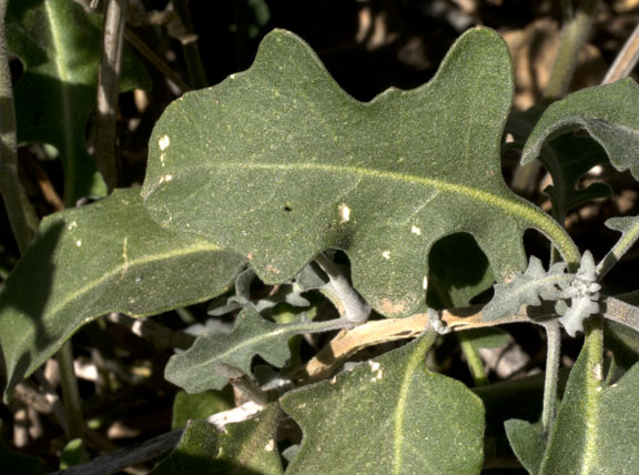  Lyrocarpa coulteri