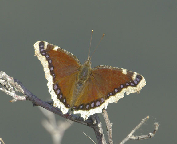  Nymphalis antiopa