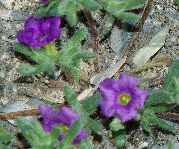  Nama demissum v.demissum
