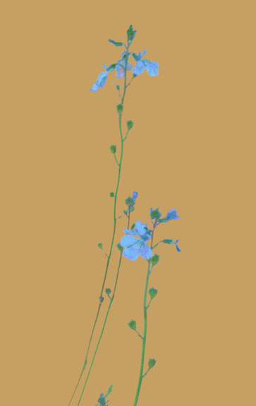  Nuttallanthus texanus