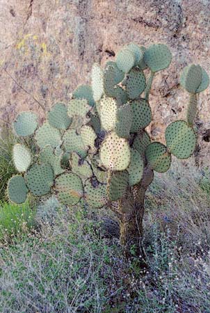  Opuntia chlorotica