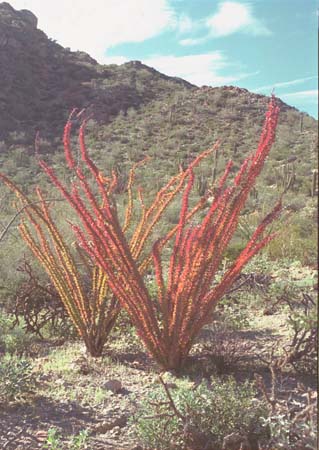  Fouquieria splendens ssp.splendens