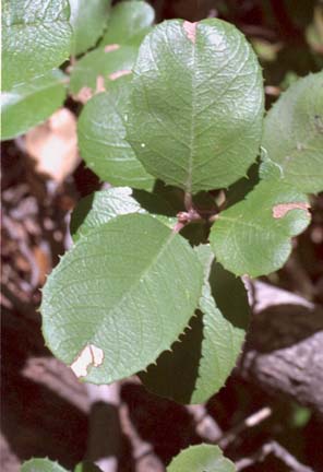  Rhamnus crocea
