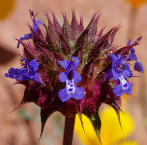  Salvia columbariae