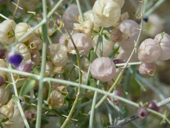  Scutellaria mexicana