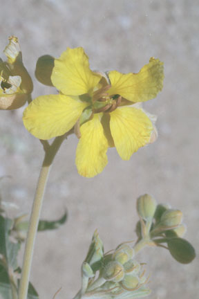  Senna covesii