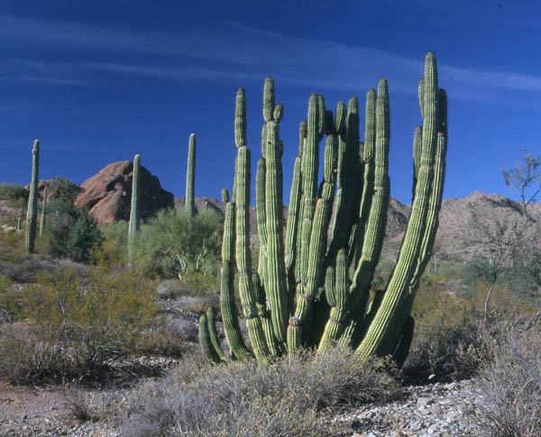  Stenocereus thurberi