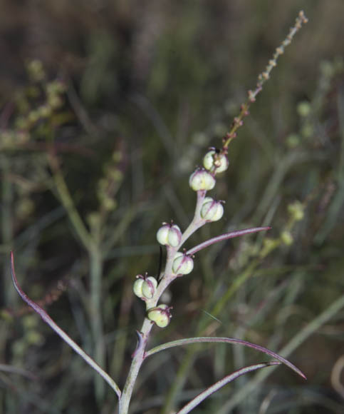  Stillingia linearifolia