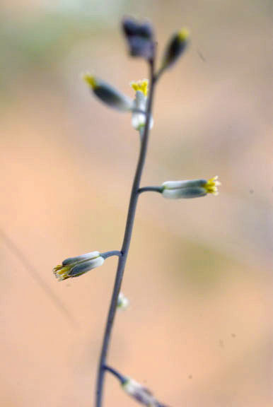  Streptanthella longirostris