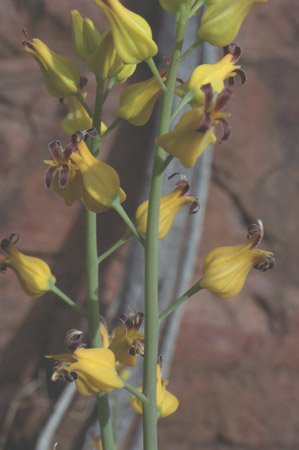  Streptanthus carinatus subsp.arizonicus