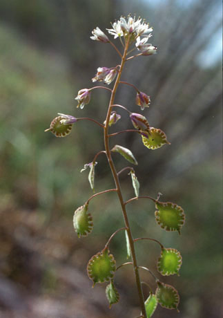  Thysanocarpus curvipes