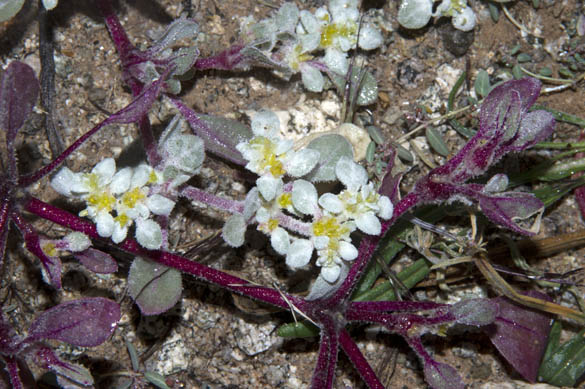  Tidestromia lanuginosa ssp. Eliassoniana