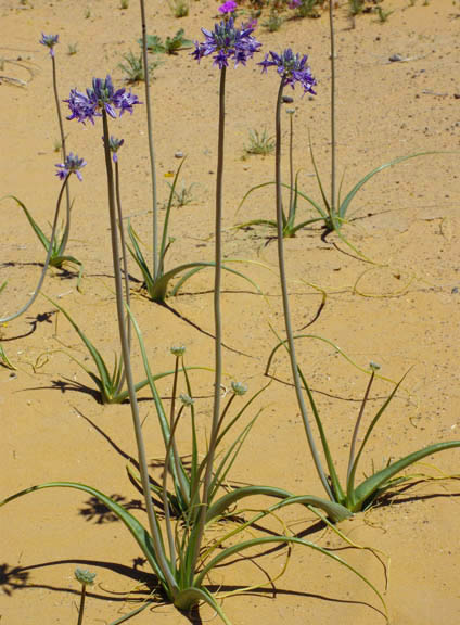  Triteleiopsis palmeri