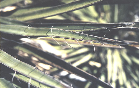  Yucca baccata v.brevifolia