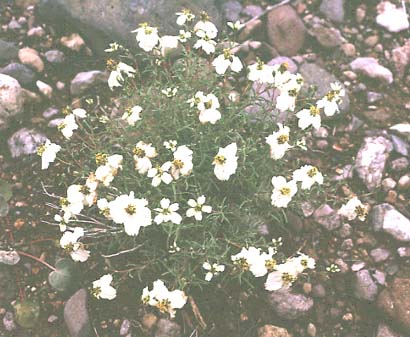  Zinnia acerosa