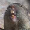 mammal